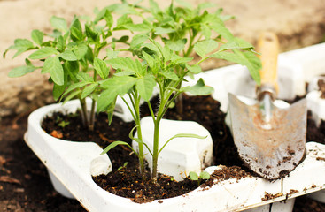 Gardening tools and plants