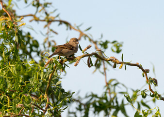 Moineau dans les branches