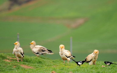 Grupo de cuatro alimoches