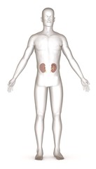 3d render of artificial character with kidneys