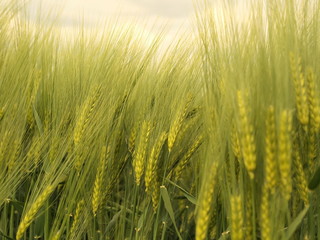 Getreidefeld im Reifeprozess