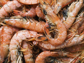 Shrimp background