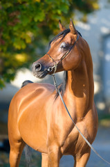 Bay arabian horse portrait in autumn