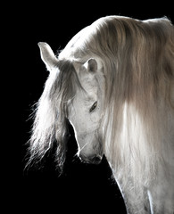 white Andalusian horse on the dark background