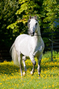 White horse runs trot in summer
