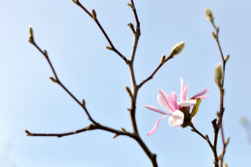 Magnolia blossoms