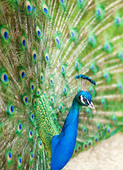 Closeup of peacock showing its beautiful feathers