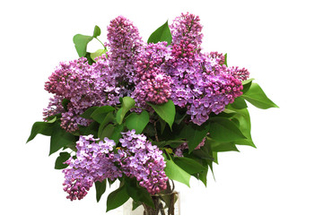 lilac bouquet