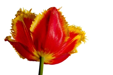 Photo sur Plexiglas Tulipe tulipany