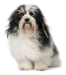 Cute sitting Havanese male dog is looking at camera