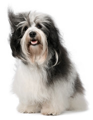 Cute happy Havanese male dog in wind