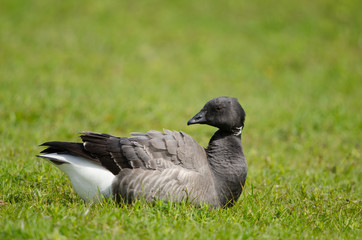 Ringelgans, Brant Goose, Branta bernicla