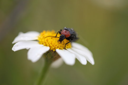 Beatle feeding on flower on a stormy afternoon