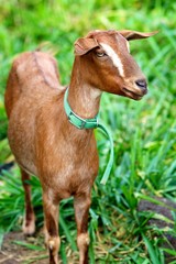 Goat with a collar