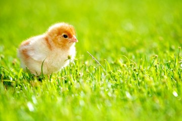 Tiny Chick