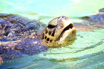 Zelfklevend Fotobehang Schildpad Zeeschildpad
