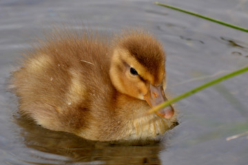 cucciolo anatra © franzdell