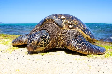 Foto op geborsteld aluminium Schildpad Sea Turtle