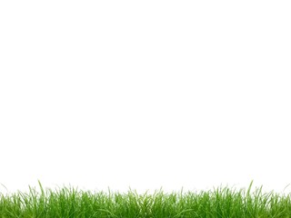Grass