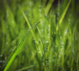 Raindrops on grass