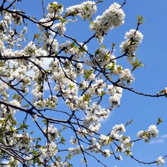 Cherry tree