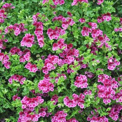 Geranium