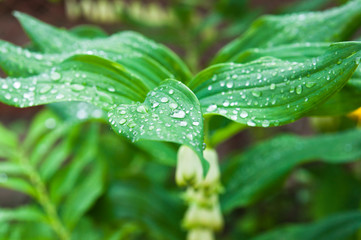 Fototapeta na wymiar dew drops on the leaf