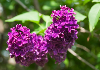 branch of lilac