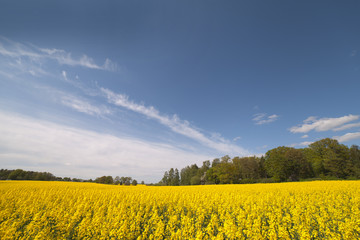 Obraz premium Canola field.