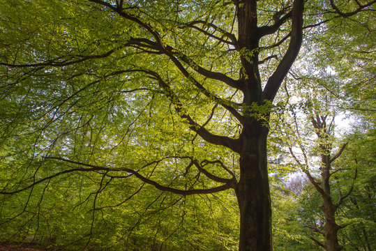 Beech forest in sunlight in spring