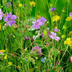 Wiesenblumen