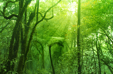 Fototapeta na wymiar Omszały las