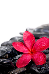 Flower on black zen stones extreme close up