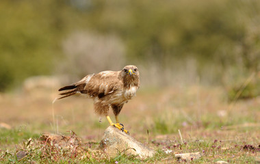 Ratonero posado en la roca