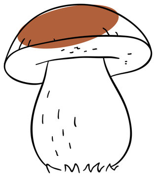 Vector boletus is isolated on a white background