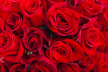 Roses background