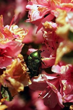 c&eacute;toine