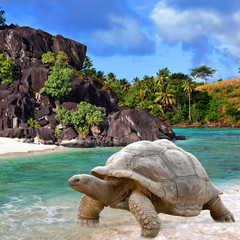 Large turtle (Megalochelys gigantea) at the sea edge