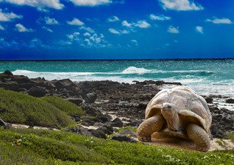 Large turtle at the sea edge on background of tropical landscape