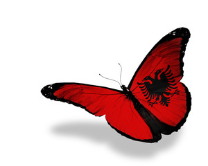 Albanian flag butterfly flying, isolated on white background
