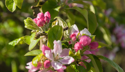 Blossoms and buds of an old and wild apple tree