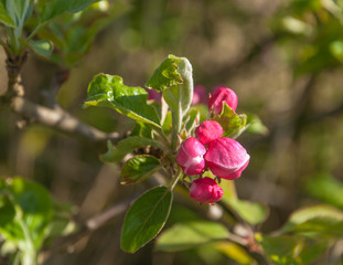 Obraz na płótnie Canvas Blooming and budding of an apple tree