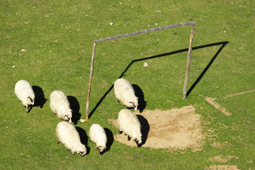 Obraz premium Sheep and soccer goal