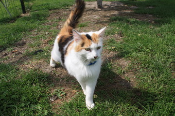 Chat, félin, prédateur, le plus beau pose dans l'herbe