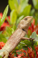Iguana on Flower garden background