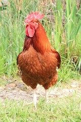 Coq rooster healthy beau, poule poulet