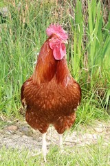 Coq rooster healthy beau, poule poulet