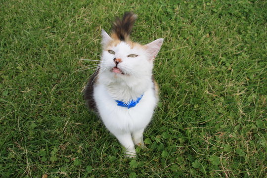 Chat, f&eacute;lin, portrait, le plus beau pose dans l'herbe