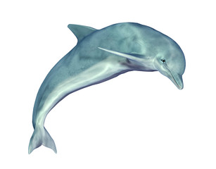 Obraz premium Jumping Dolphin