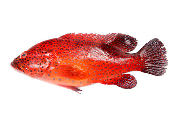 Red grouper fish - 41683745